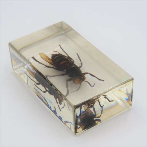 Wasp casted in resin for paperweight