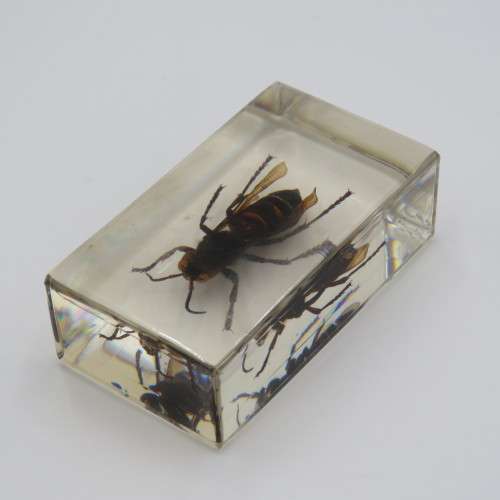 Wasp casted in resin for paperweight
