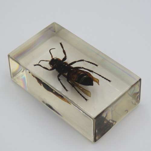 Wasp casted in resin for paperweight
