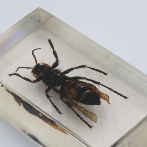 Wasp casted in resin for paperweight