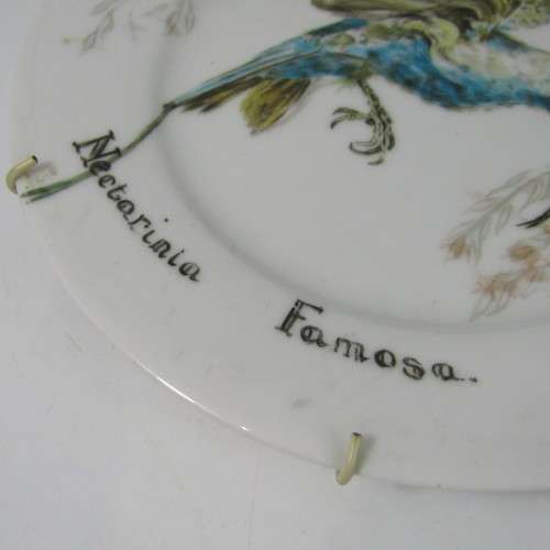 Hand painted Malachite Sunbird on Sri Lanka plate