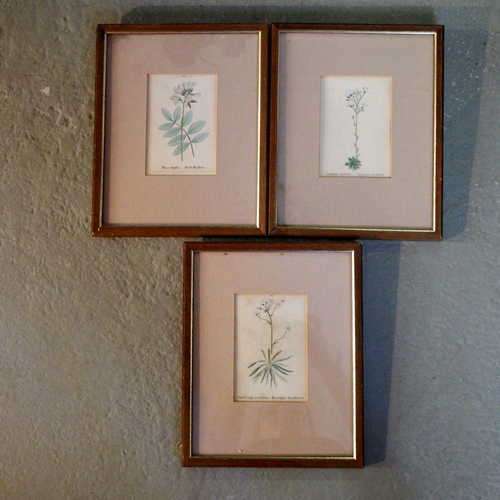 Lot of 3 framed flower prints