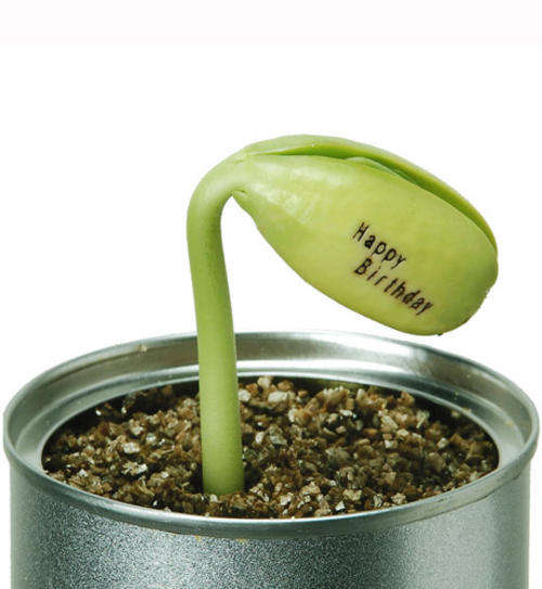 MAGIC BEANS PERFECT GIFT OR WEDDING FAVOUR