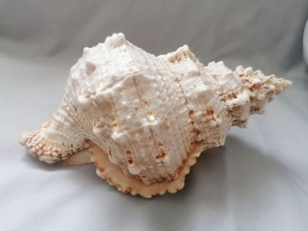 Hard to find!! Large Natural Sea Shell, Huge Ocean Conch
