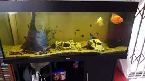 Juwel 240 fish tank with fish - collect only in Midrand