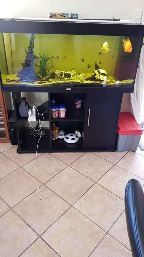 Juwel 240 fish tank with fish - collect only in Midrand