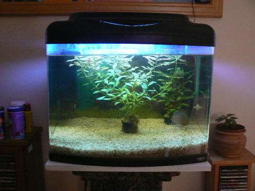 2 ft tank complete with discus fish