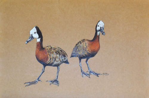 Well known - Georgina G Winch - Original wildlife - Pastels Size 600mm x 400mm. Take a look