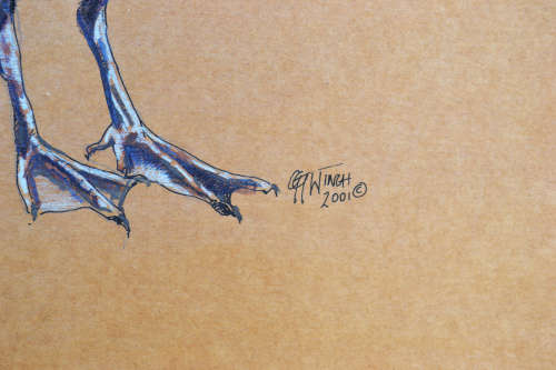 Well known - Georgina G Winch - Original wildlife - Pastels Size 600mm x 400mm. Take a look