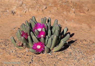 Argyroderma fissum - 100 seeds