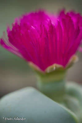 Argyroderma pearsonii - 100 seeds