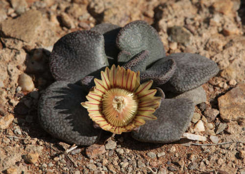 Aloinopsis rosulata - Knoetze station - 100 seeds