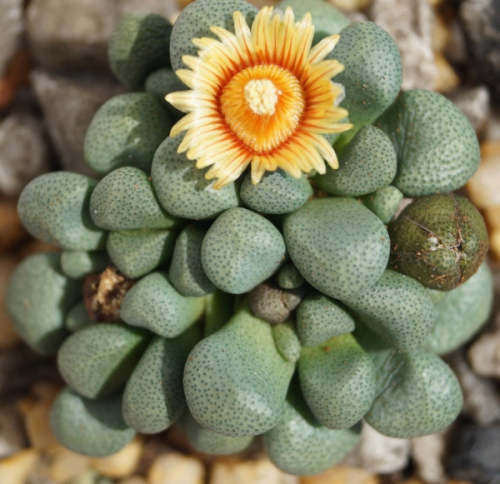 Aloinopsis schoonesii - 100 seeds