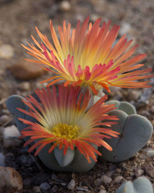 Cheiridopsis mixed - 100 seeds