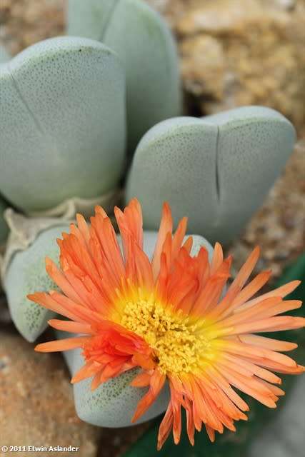 Cheiridopsis pillansii - 100 seeds