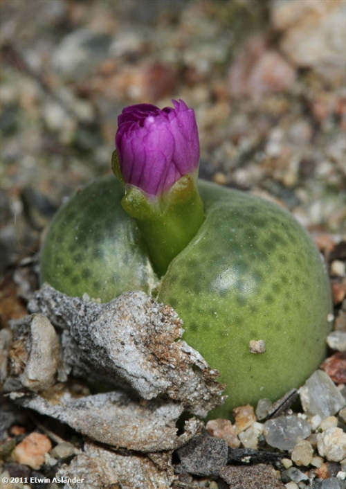 Conophytum subfenestratum EA3014 - 100 seeds