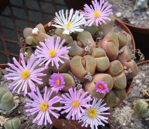 Conophytum verrucosum - 100 seeds