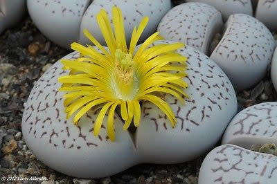 Dinteranthus vanzylii - 100 seeds