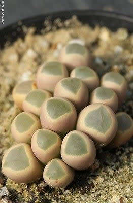 Fenestraria rhophalophylla ssp aurantiaca - 100 seeds