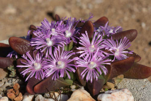 Gibbaeum gibbosum - Touwsrivier - 100 seeds