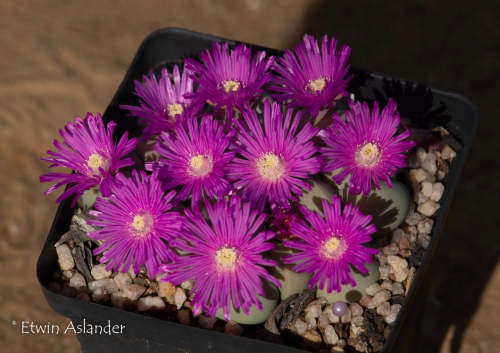 Gibbaeum heathii - pink flowers - 100 seeds
