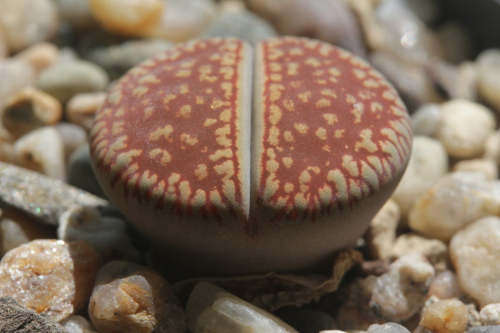 Lithops aucampiae ssp euniceae C048  - 100 seeds