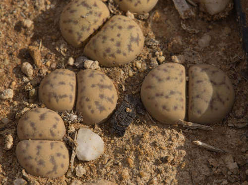 Lithops dinteri var frederici C180 - 100 seeds