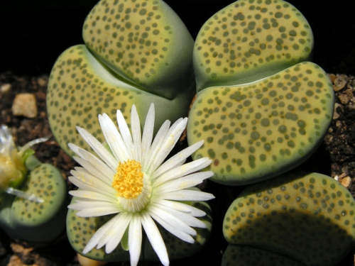 Lithops fulviceps var aurea C363 - 100 seeds