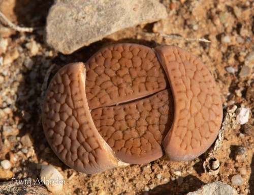 Lithops hookeri var hookeri - 100 seeds
