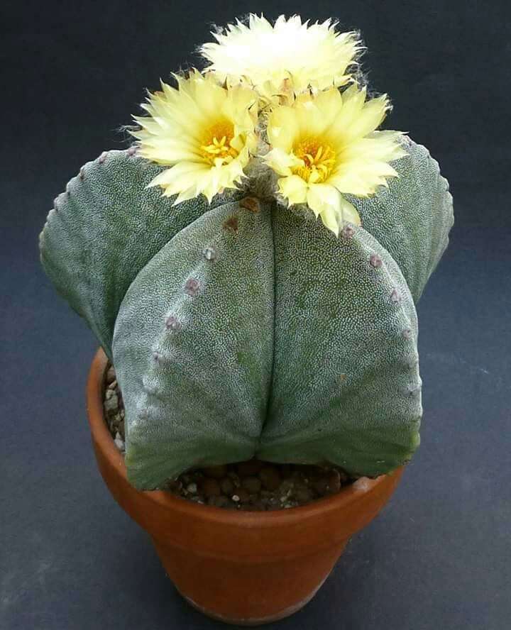 Bishop`s Cap Cactus (Astrophytum myriostigma) 100 seeds