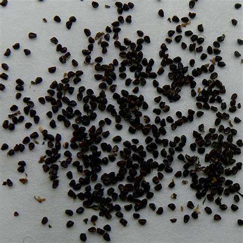 Bishop`s Cap Cactus (Astrophytum myriostigma) 100 seeds