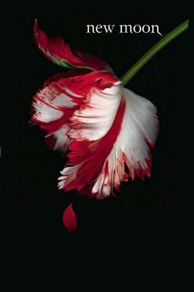 Twilight: New Moon - Stephenie Meyer (Books) Pre-Owned