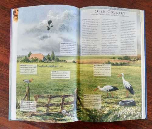 Large lot of UK bird/wildlife guides