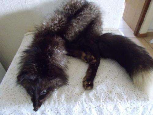 vintage fox fur shoulder scarf