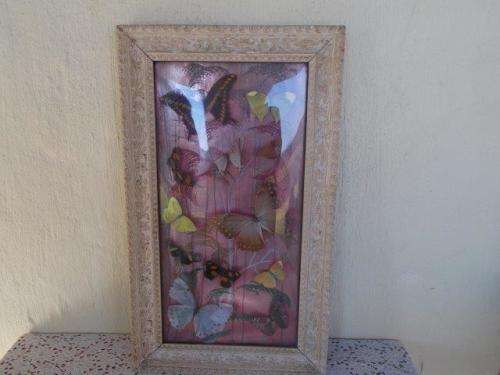 Stunning framed behind glass butterfiles wall haning