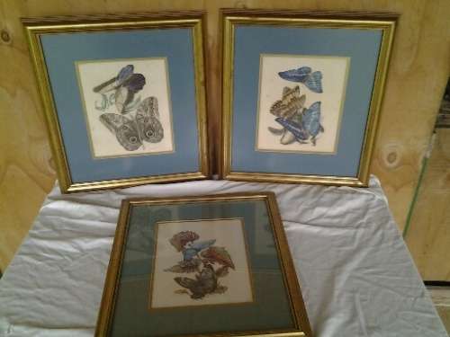 A set of three beautifully framed butterfly prints behind glass