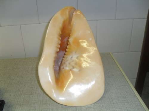 (jn7)  A LARGE CASSIS CORNITA HORNED HELMET SNAIL SEA SHELL -23cm tall front 26cmx16cm CAMEO SHELL?