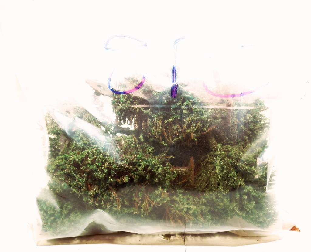 SCENERY OO: 8pc Mixed Trees in Fair Used and  Un-boxed condition