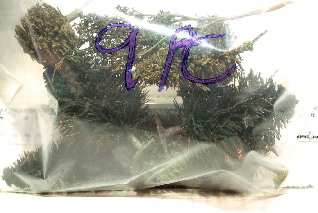 SCENERY OO: 9pc Mixed Trees in Fair Used and  Un-boxed condition