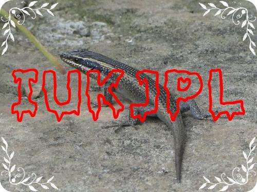 Iukjpl Icon Picture - (free)