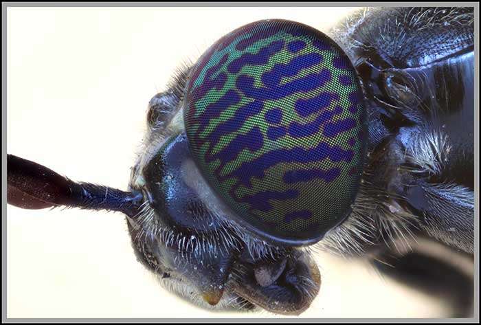 HI MAG STACKING LENSES FOR CANON