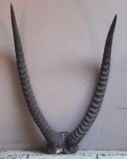 WATERBOK HORNS