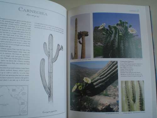Lett's guide to Cacti of the World - Lamb