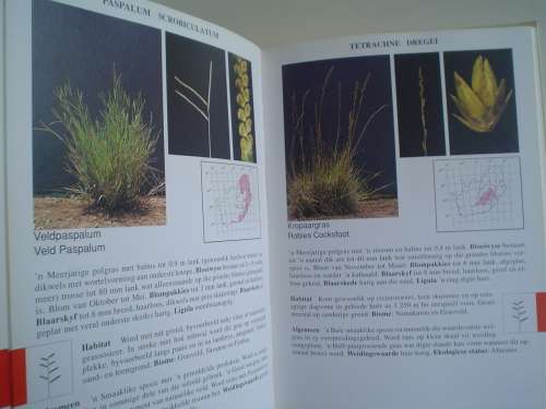 Gids Tot Grasse Van Suid-Afrika -  Frits van Oudtshoorn