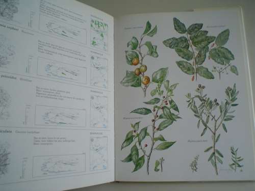 Bome & Struike van die Witwatersrand, Magaliesberg & Pilansberg - Gogh & Anderson