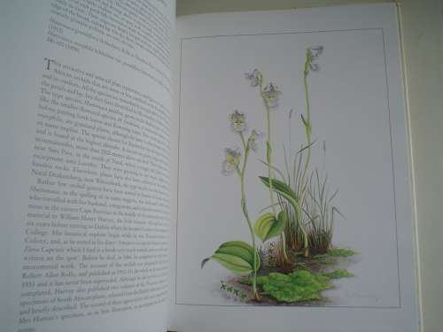 ORCHIDS OF AFRICA. Stewart & Hennessy