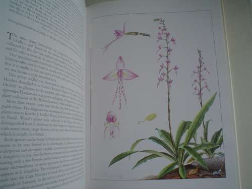 ORCHIDS OF AFRICA. Stewart & Hennessy