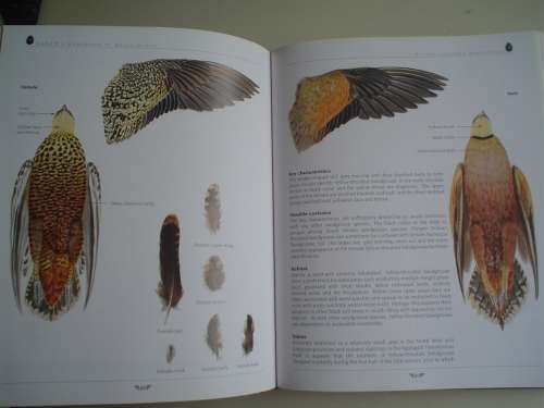 AGRED'S GAMEBIRDS OF SOUTH AFRICA. Field Identification and Management. PJ Viljoen