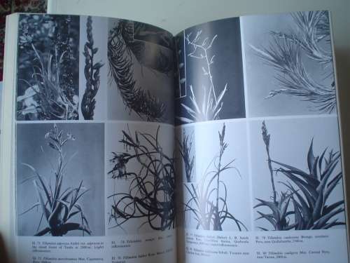 The Bromeliad Lexicon - Rauh