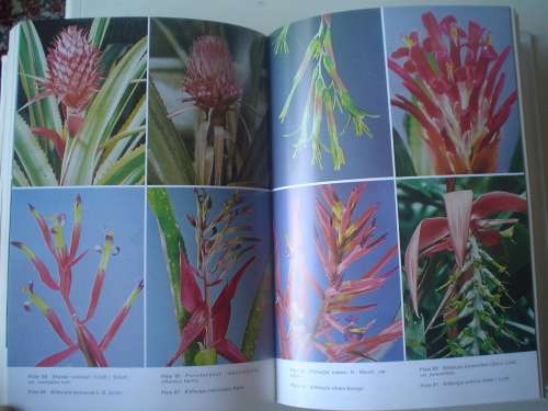 The Bromeliad Lexicon - Rauh